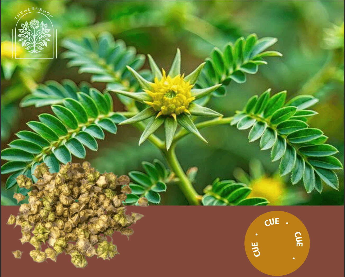 Beware Before You Use Tribulus/Gokshura - Safety warning showing Tribulus terrestris plant with flowers and spiny fruits