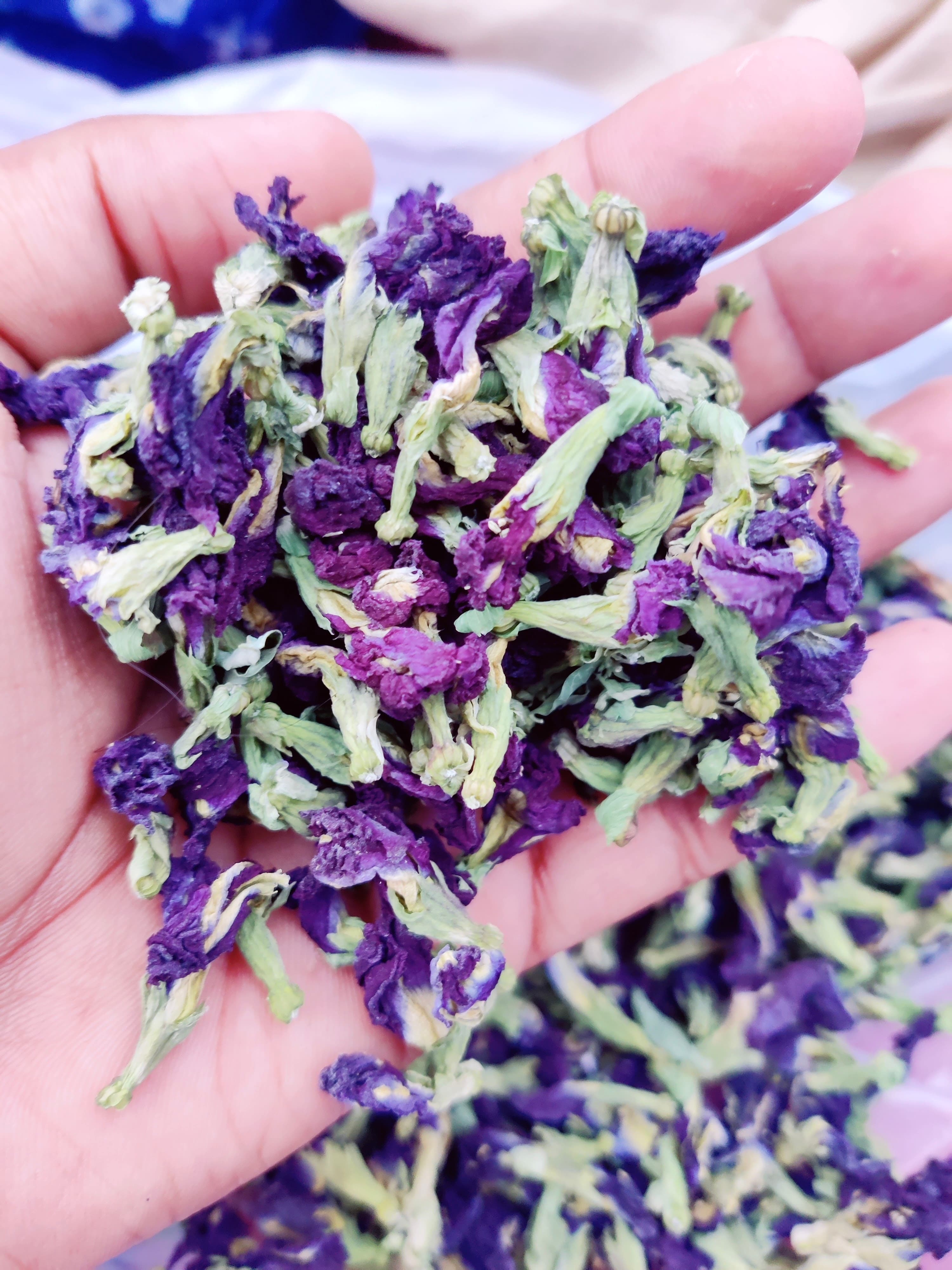Butterfly pea flowers packaged for export in quality-controlled packaging