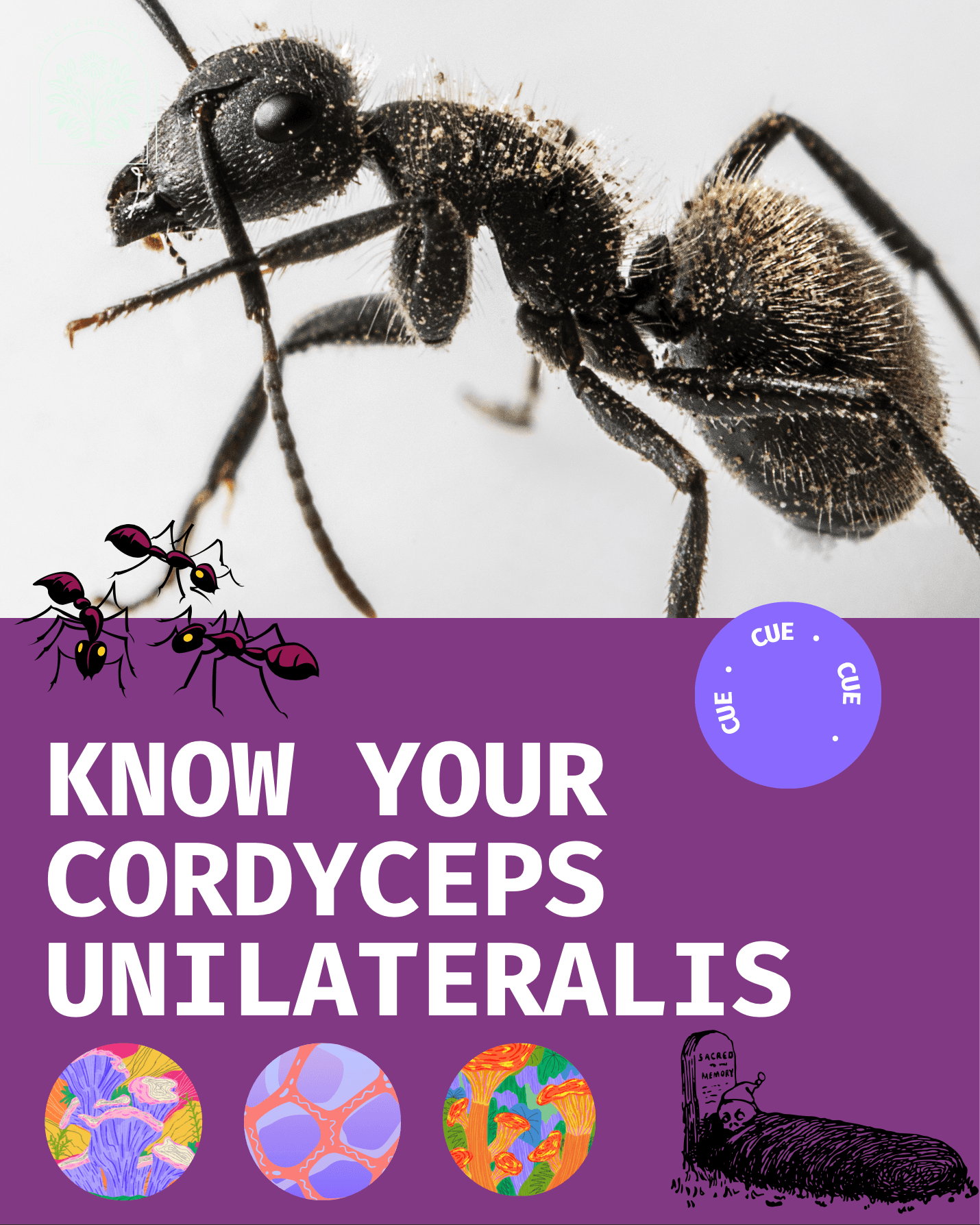 Cordyceps Unilateralis: Nature's Energy Fungus