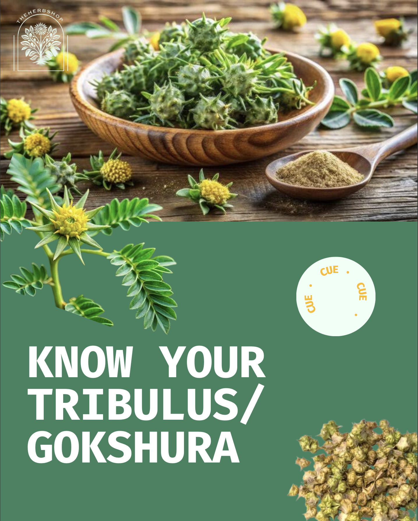 Beware Before You Use Tribulus/Gokshura - Safety warning showing Tribulus terrestris plant with flowers and spiny fruits