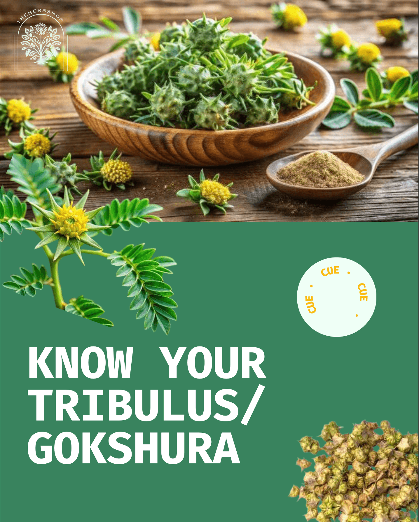 Know Your Tribulus/Gokshura - Fresh and dried Tribulus terrestris with spiny fruits and yellow flowers