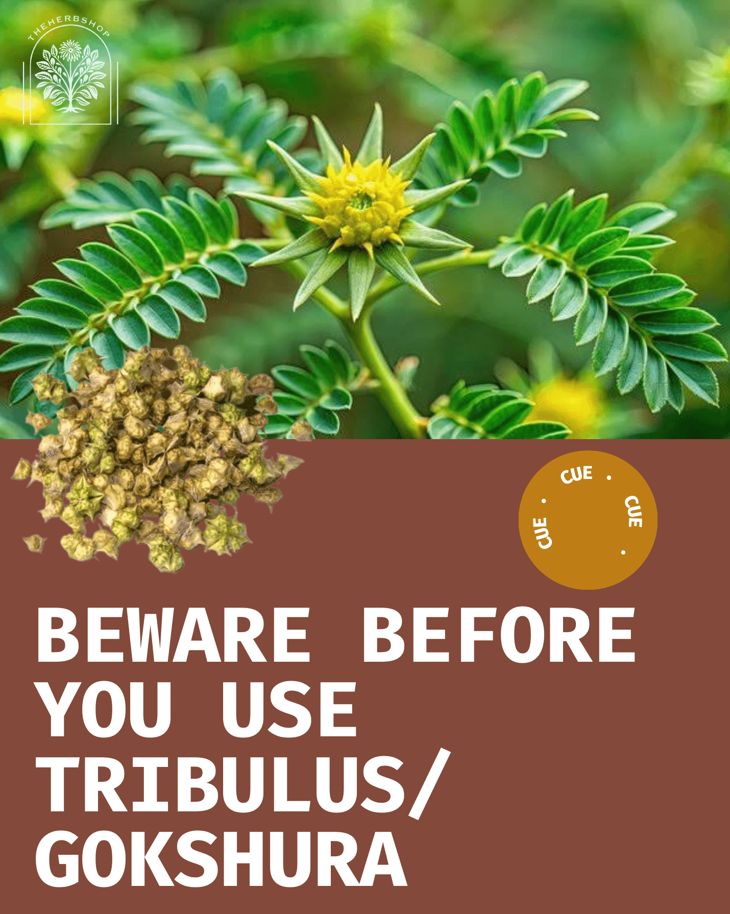 Beware Before You Use Tribulus/Gokshura - Safety warning showing Tribulus terrestris plant with flowers and spiny fruits