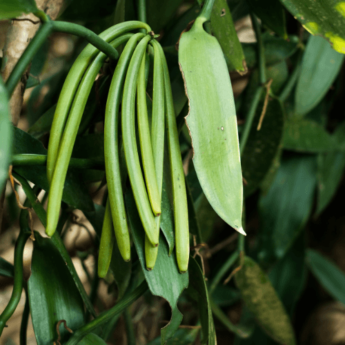 Premium Vanilla Beans