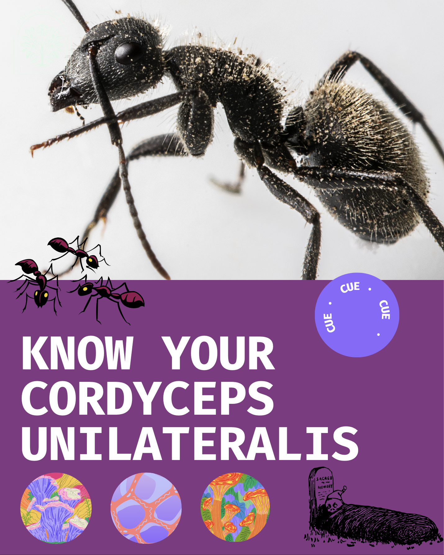 Know Your Cordyceps Unilateralis