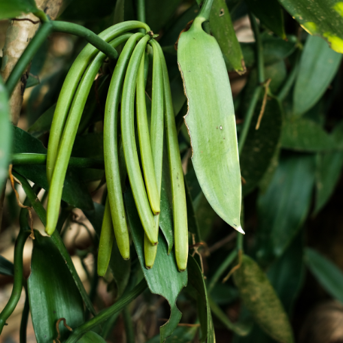 Fresh vanilla beans growing on vine in Kerala, India